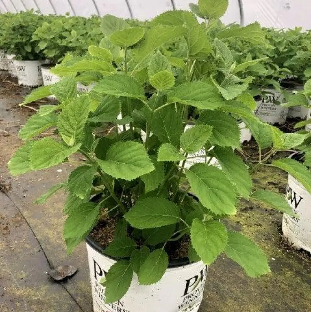 Invincibelle® Wee White Smooth Hydrangea Shrub