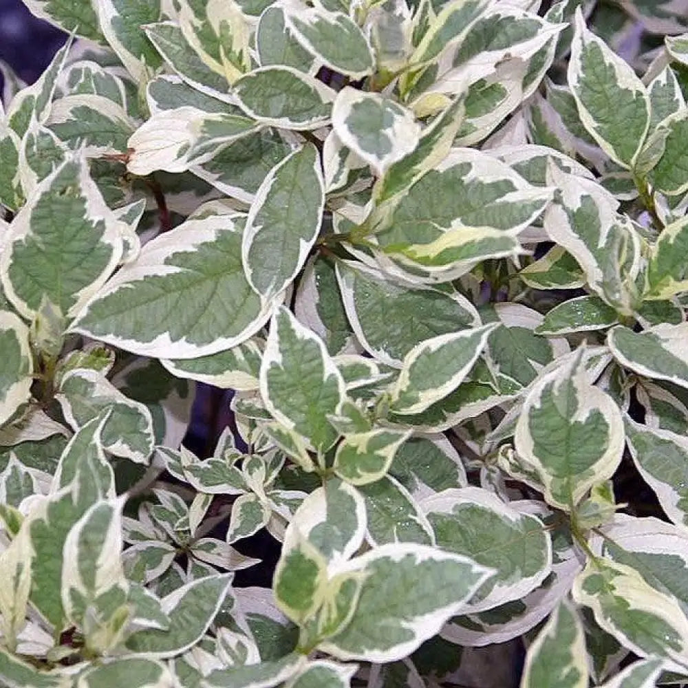 Ivory Halo® Red Twig Dogwood Shrub
