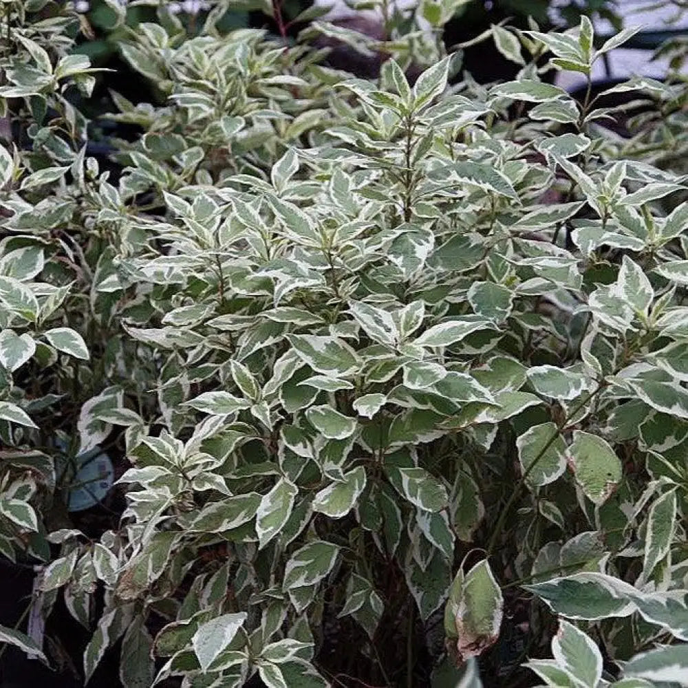 Ivory Halo® Red Twig Dogwood Shrub