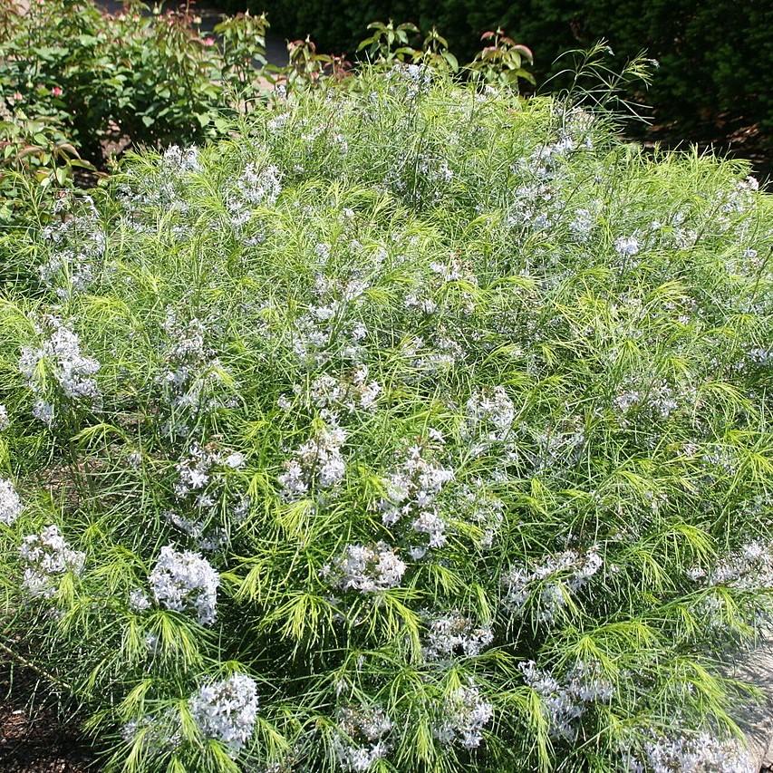 Threadleaf Blue Star, Arkansas Blue Star