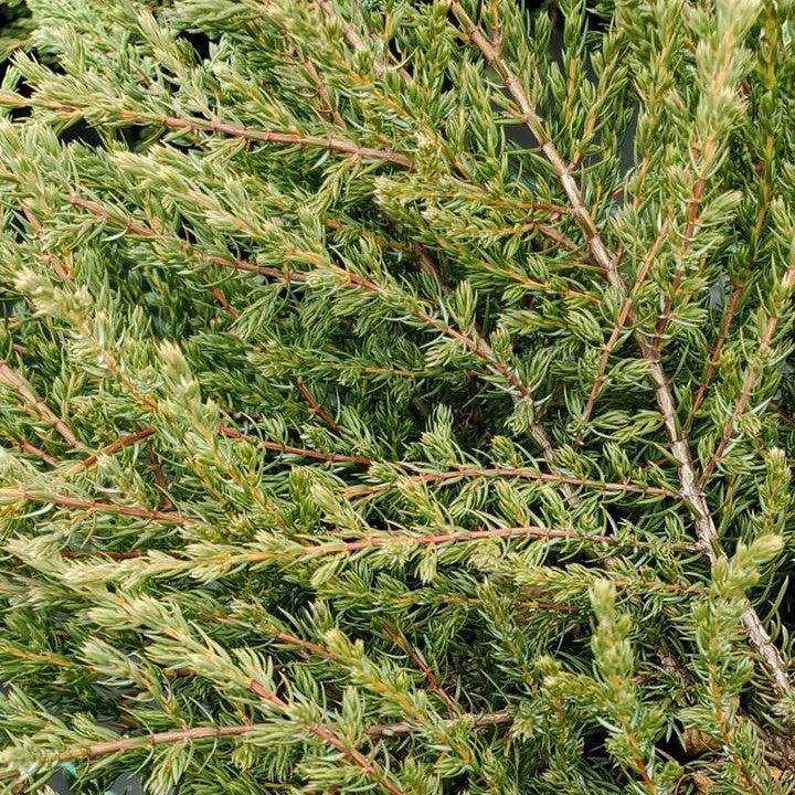 Juniperus communis 'Mondap' - Alpine Carpet® Juniper