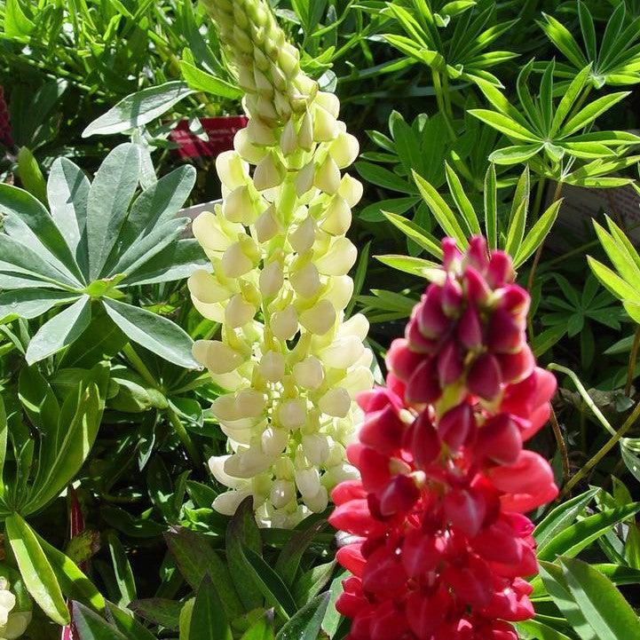 Lupinus 'Russell Hybrids Mix' - Russell Hybrids Mix Lupine