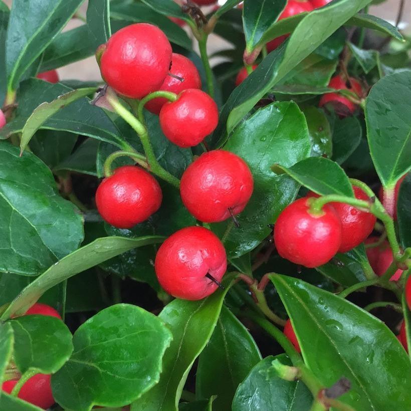 Gaultheria procumbens 'Gaulsidh5' - Cherry Berries™ Wintergreen