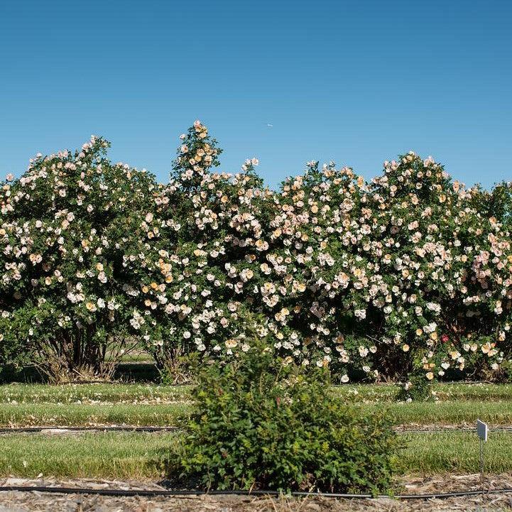 Rosa 'ZLEEltonStrack' PP24,463 - Rosa Above and Beyond™ Climbing Rose