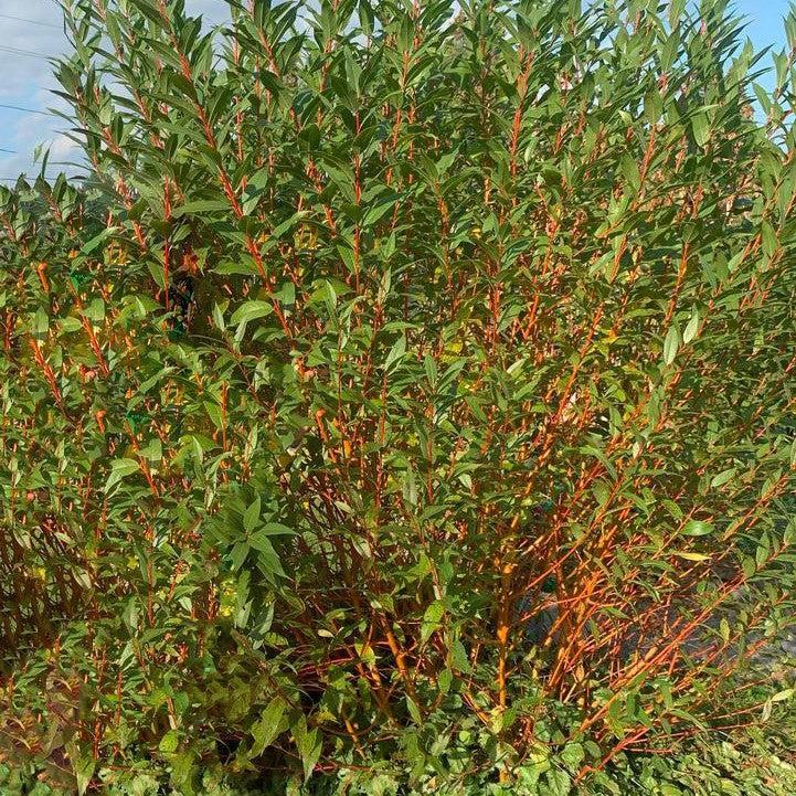 Salix alba 'Winter Torch' - Winter Torch Willow