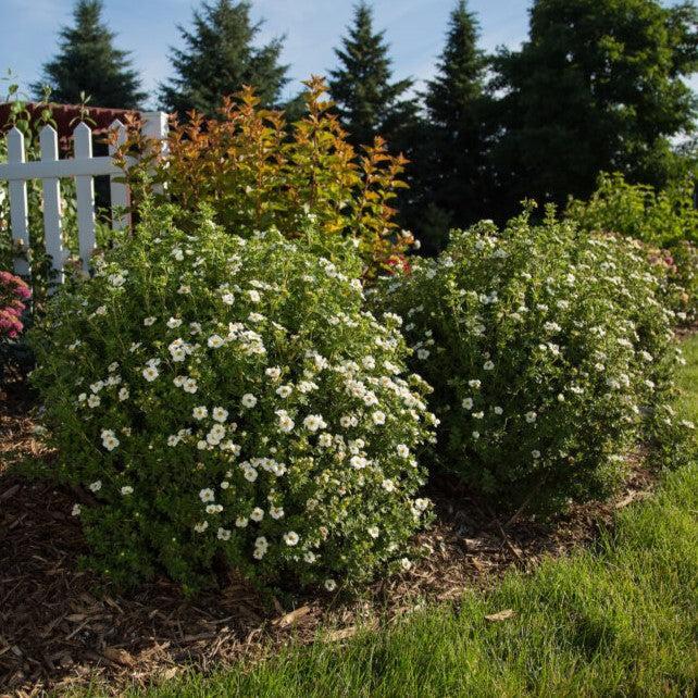 Potentilla fruticosa 'Bailbrule' - First Editions® Creme Brulee™ Potentilla