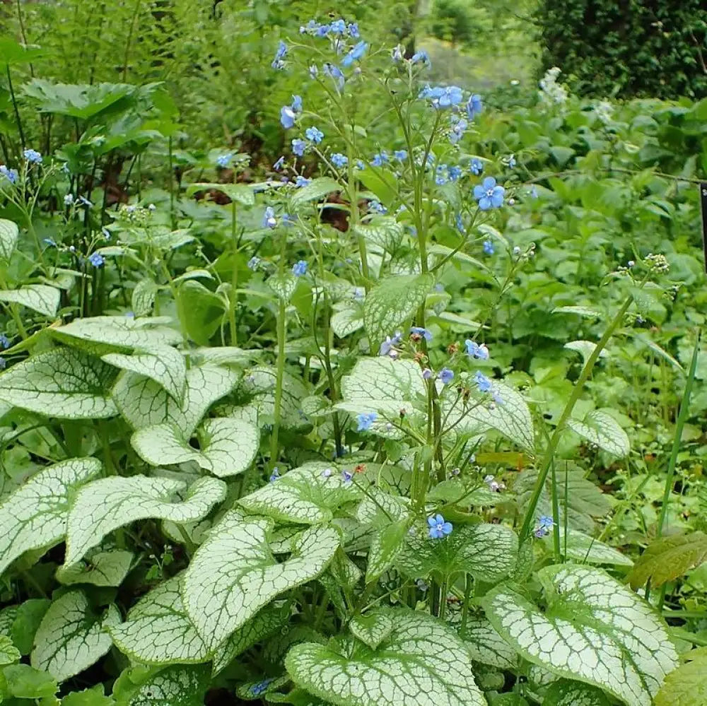 Jack Frost Siberian Bugloss 1 GALLON Perennial
