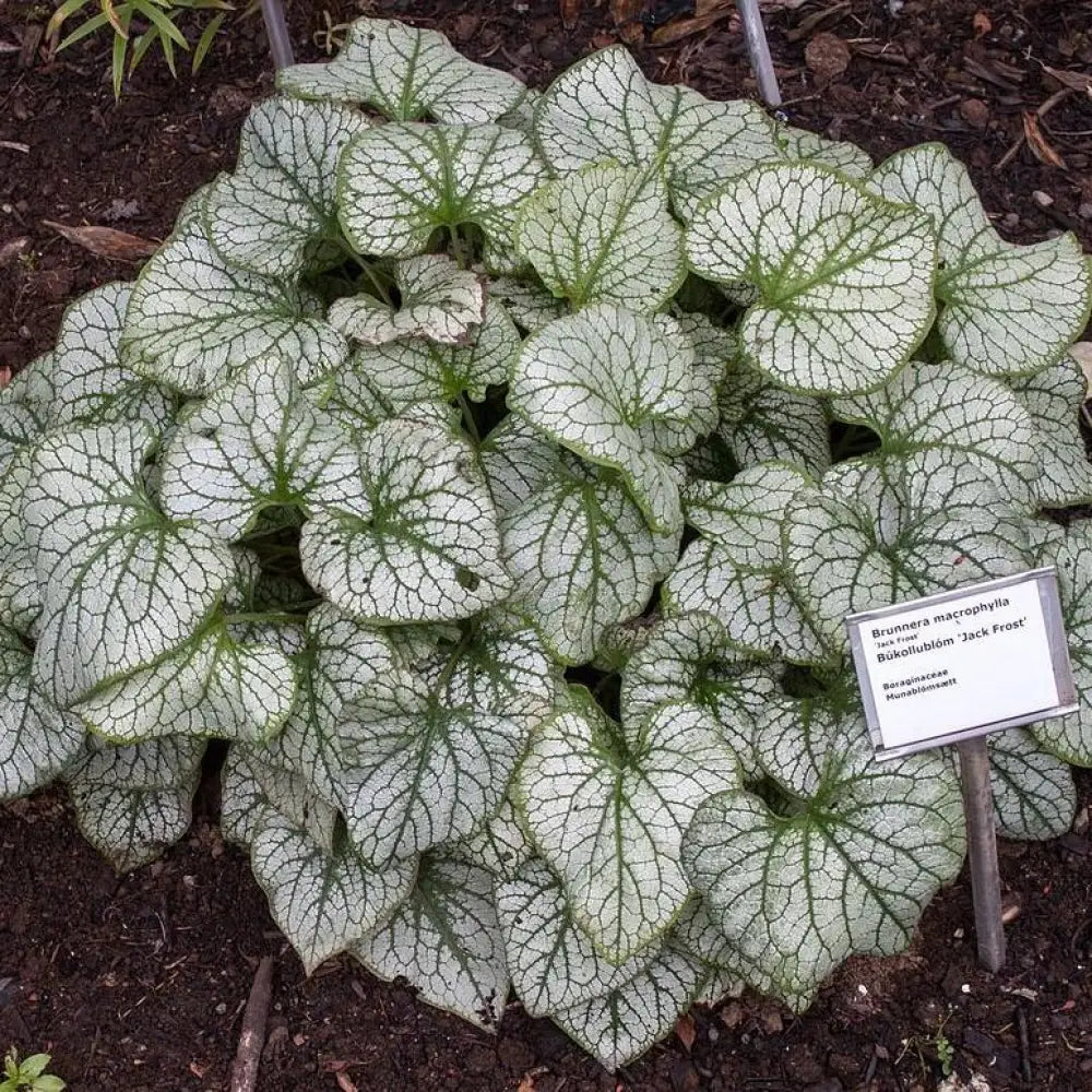 Jack Frost Siberian Bugloss 1 GALLON Perennial