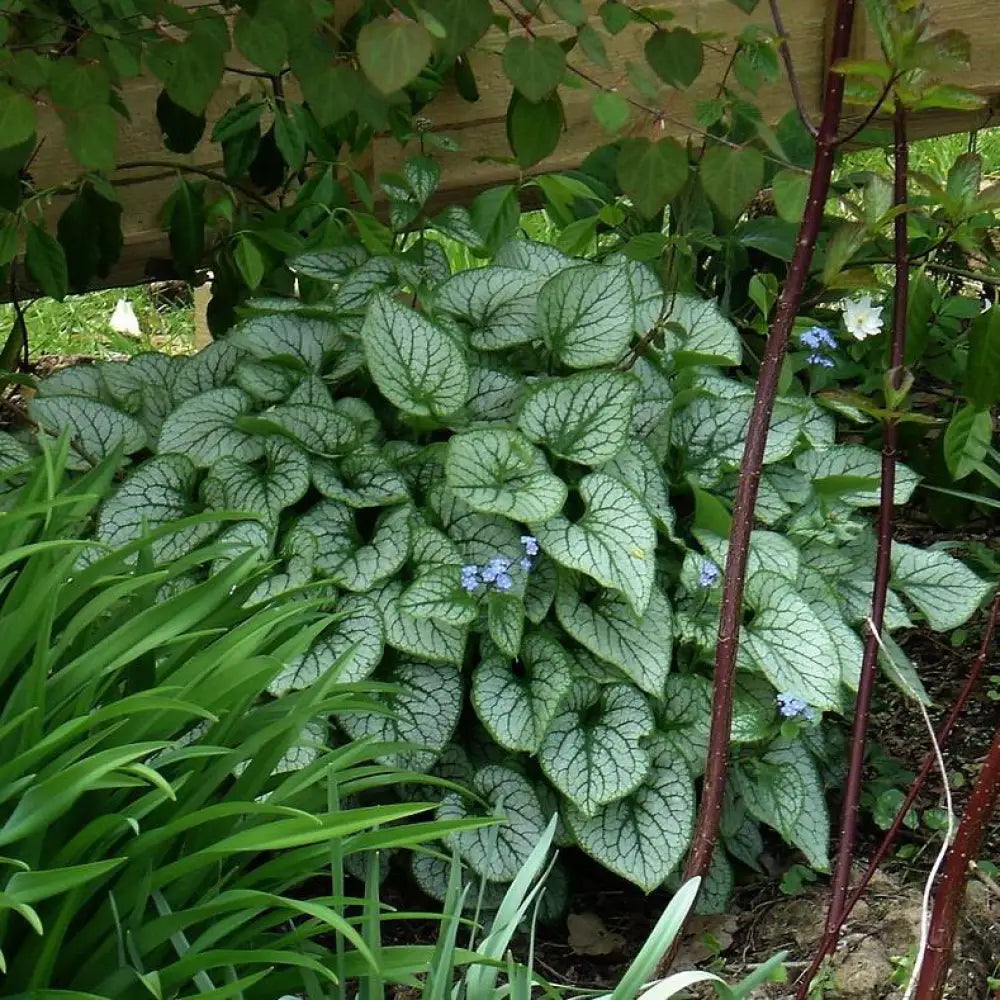 Jack Frost Siberian Bugloss 1 GALLON Perennial
