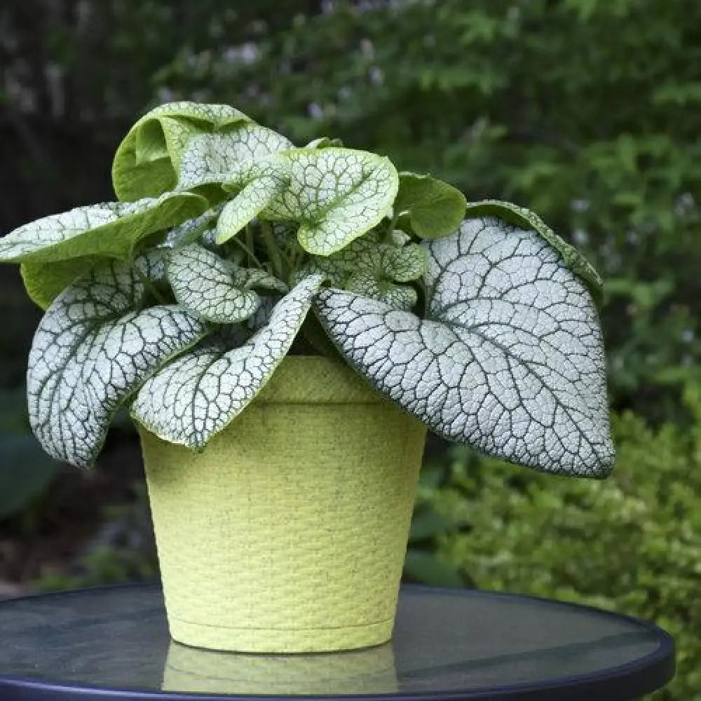 Jack of Diamonds Heartleaf Brunnera 1 GALLON Perennial