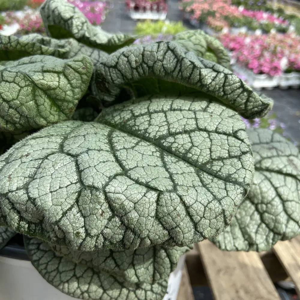 Jack of Diamonds Heartleaf Brunnera 1 GALLON Perennial