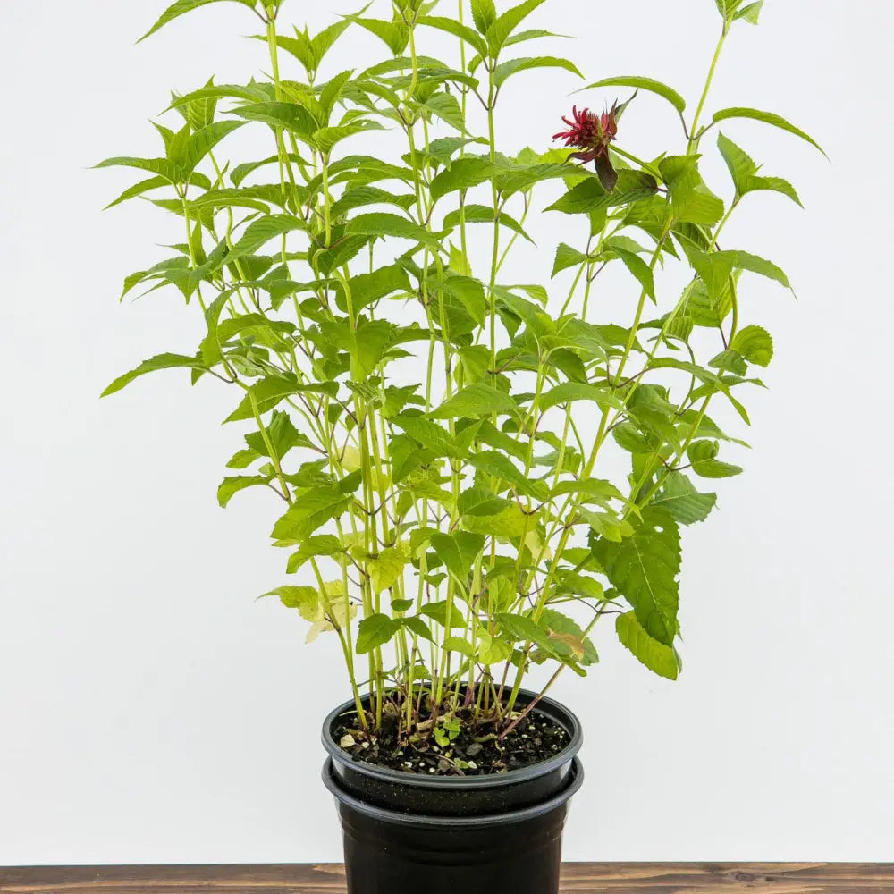 Jacob Cline Bee Balm Perennial