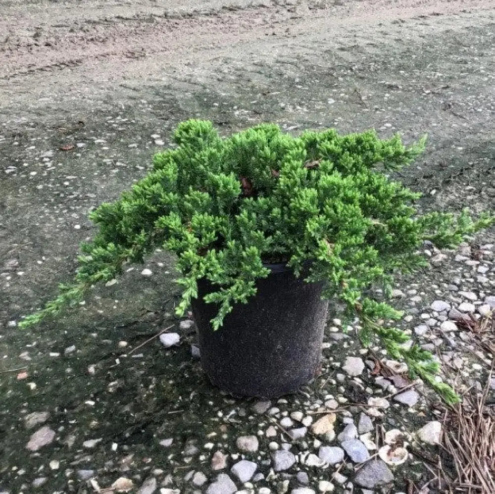 Japanese Garden Juniper Shrub