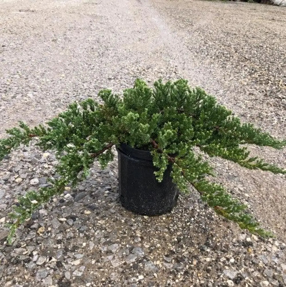 Japanese Garden Juniper Shrub