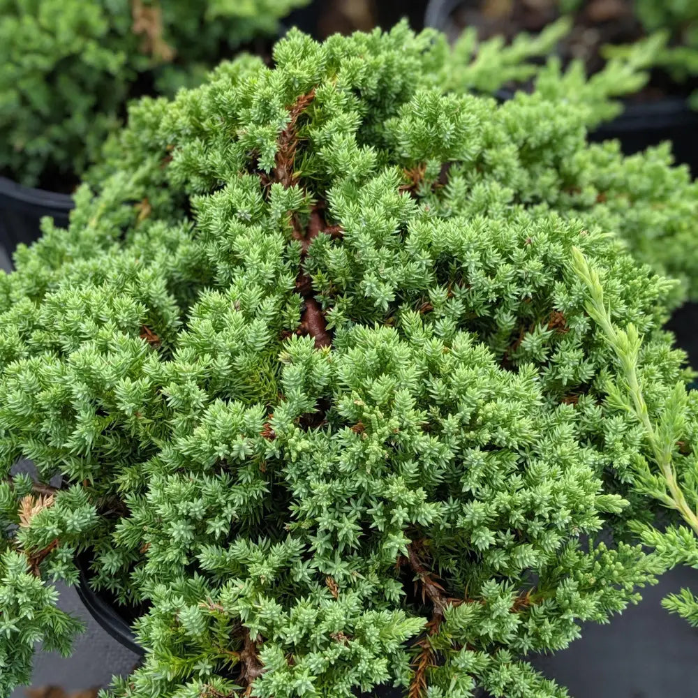 Japanese Garden Juniper Shrub