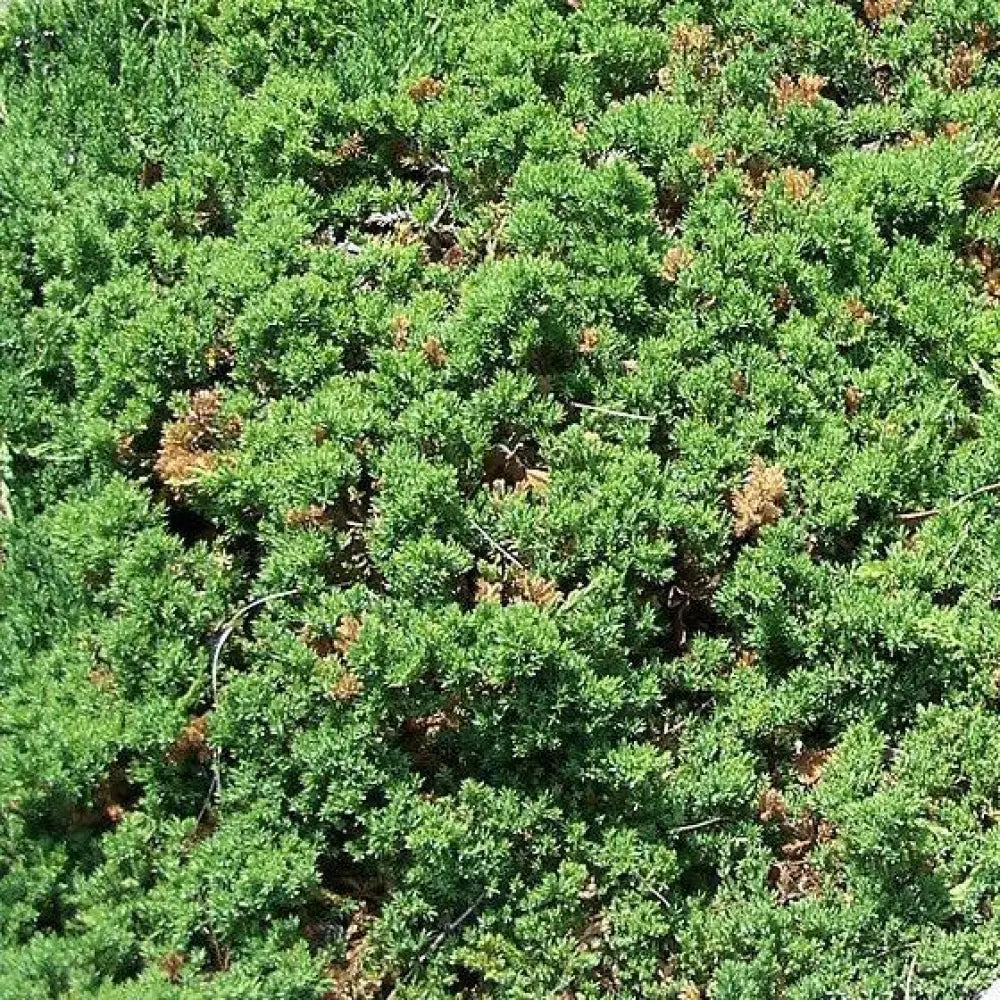 Japanese Garden Juniper Shrub