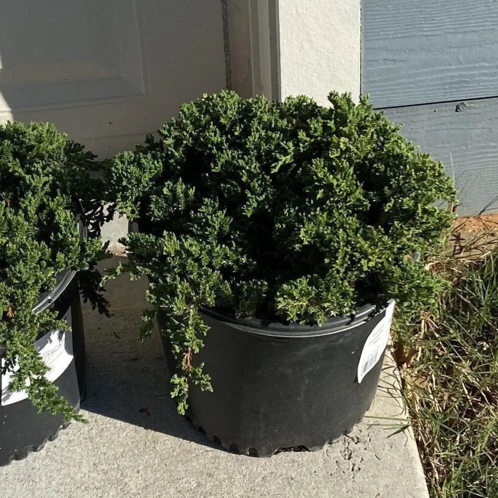 Japanese Garden Juniper Shrub