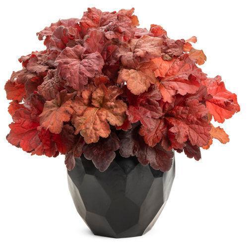 Heuchera 'Mahogany Monster' - Primo® Mahogany Monster Heuchera