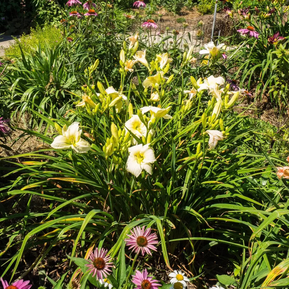Joan Senior Daylily 1 GALLON Perennial