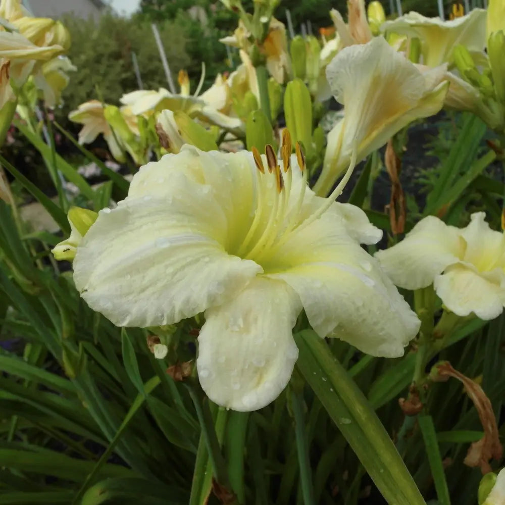 Joan Senior Daylily 1 GALLON Perennial