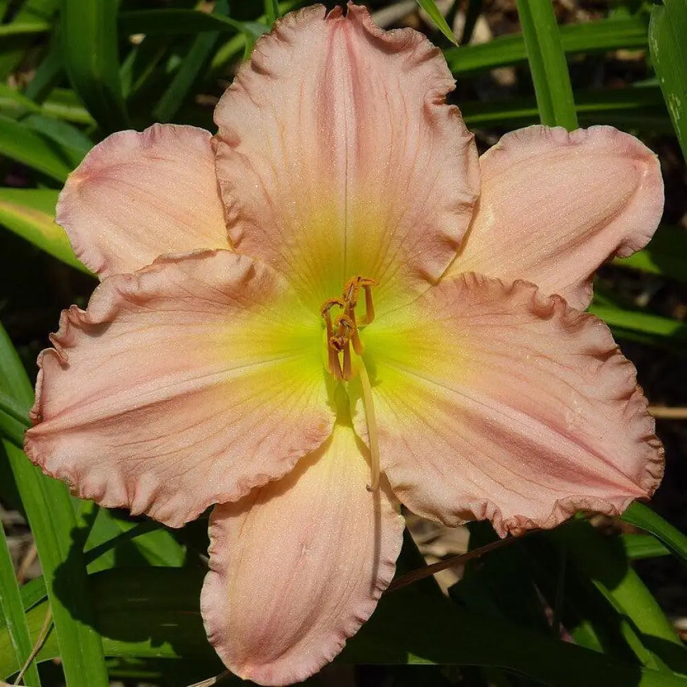 Jolyene Nichole Daylily 1 GALLON Perennial