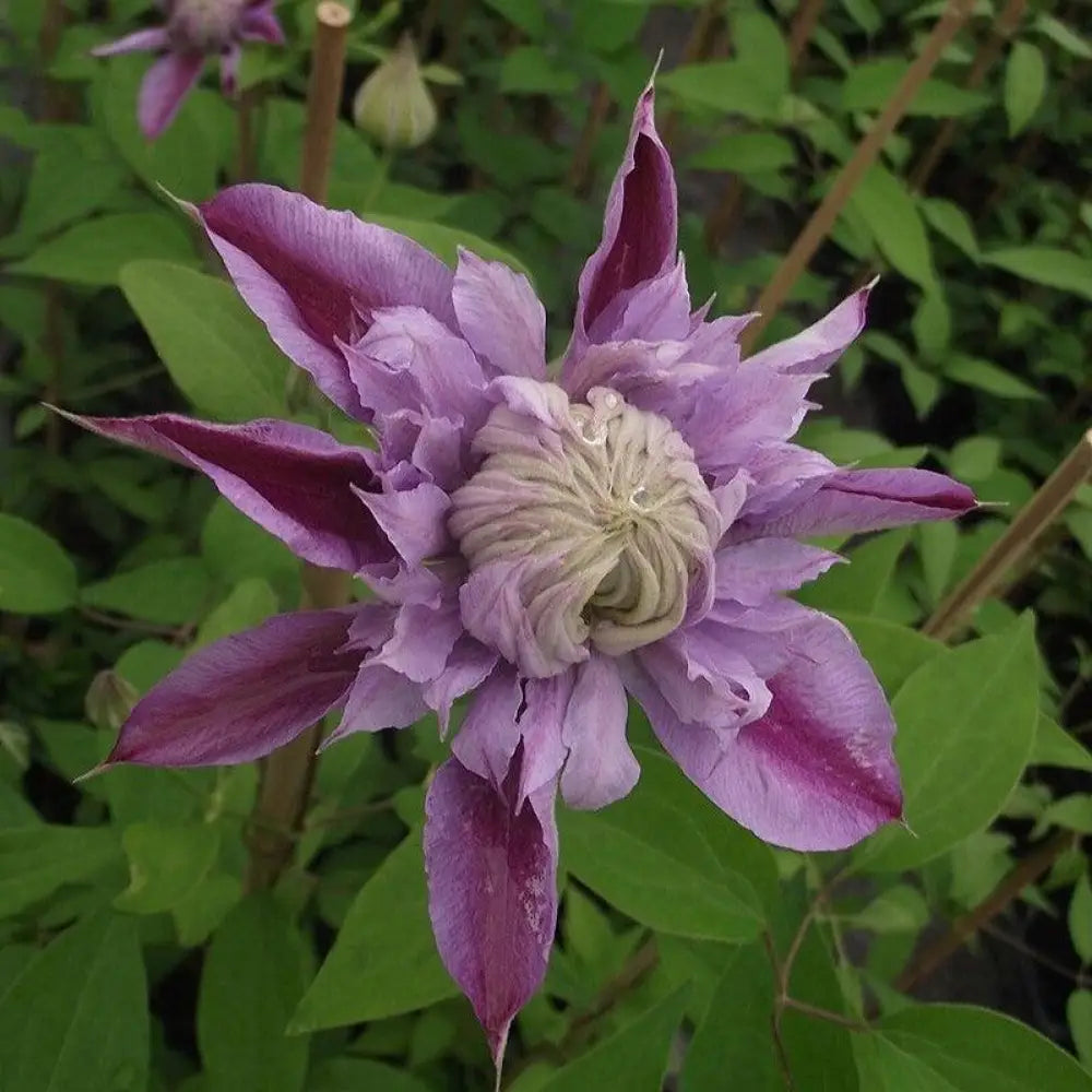 Josephine™ Clematis Vine