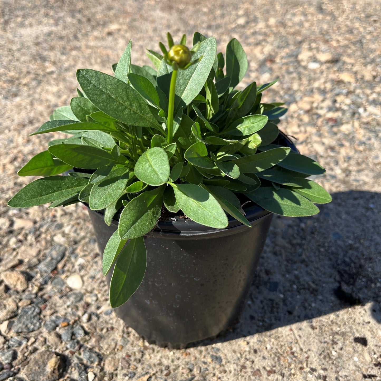 Coreopsis grandiflora 'DCOREO16' - Solanna™ Golden Sphere Tickseed