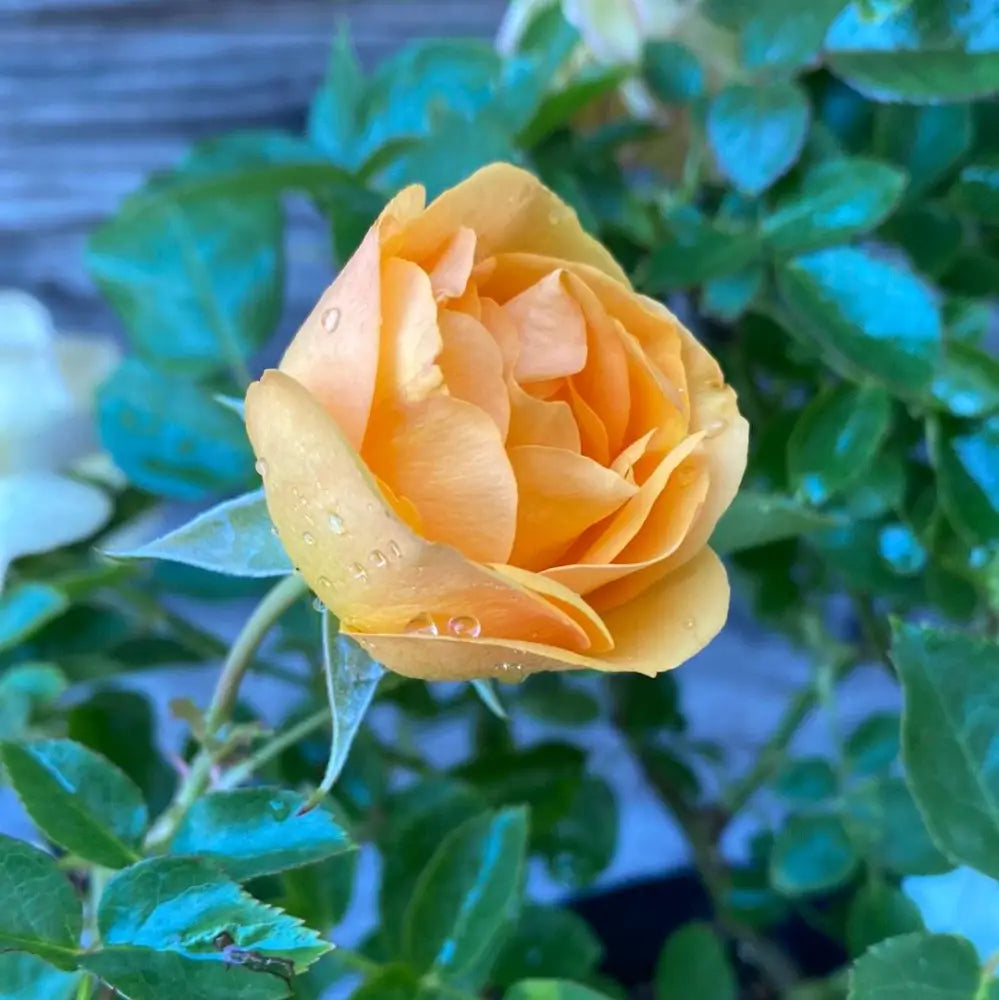 Julia Child™ Rose Shrub