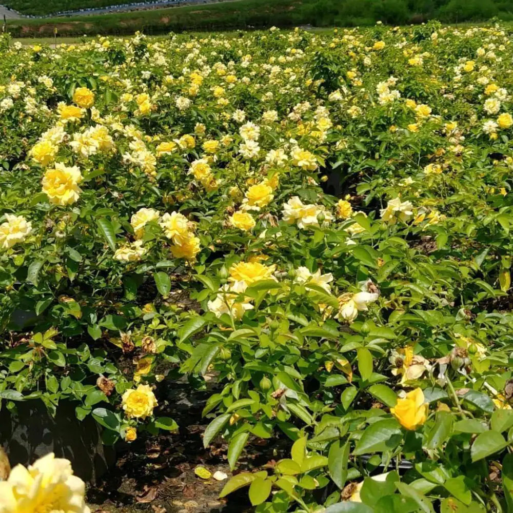 Julia Child™ Rose Shrub