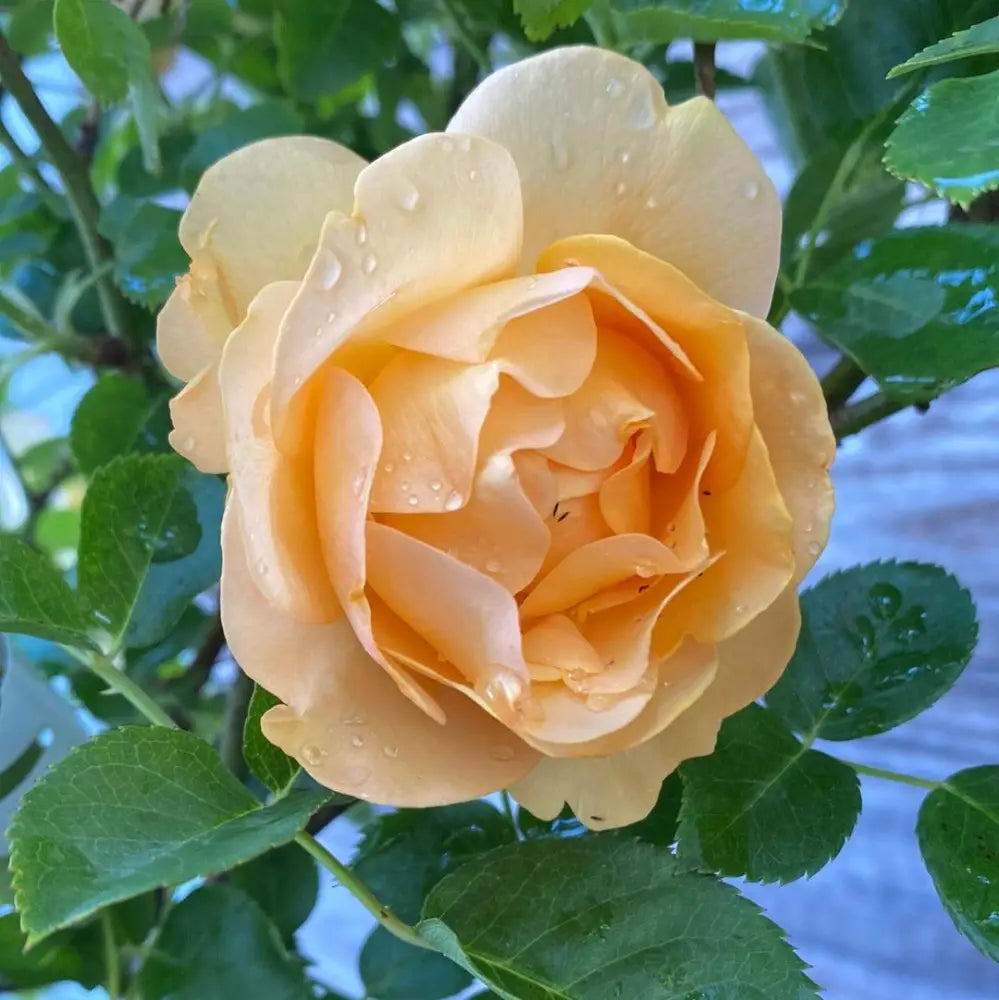 Julia Child™ Rose Shrub