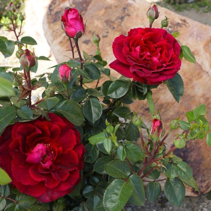 Rosa 'True Spirit' - True Spirit Rose