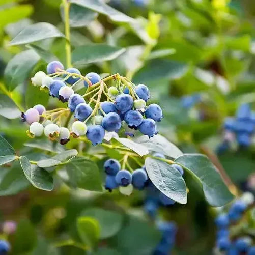 Vaccinium corymbosum 'Earliblue' - Earliblue Highbush Blueberry