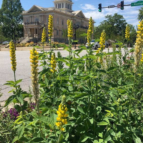 Thermopsis villosa - Carolina Lupine