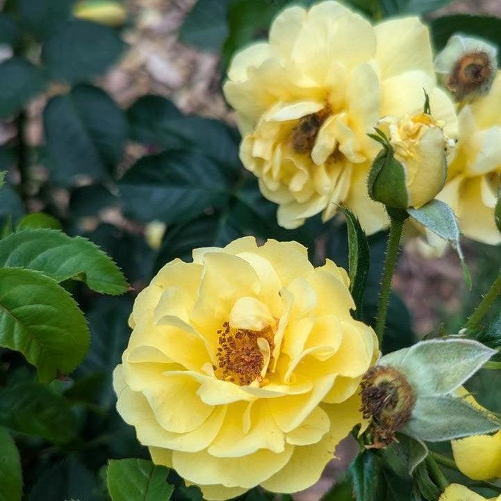 Rosa x 'ChewGoldRush' - Reminiscent® Yellow Rose