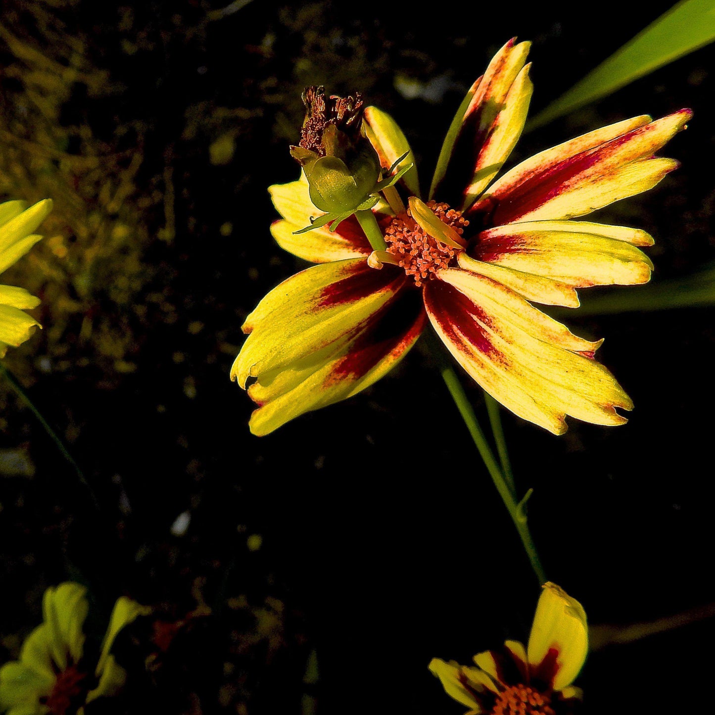 Coreopsis x verticillata 'Starlight' - Lil' Bang™ Starlight Coreopsis