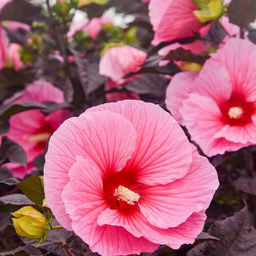 Summerific® Edge of Night Hibiscus