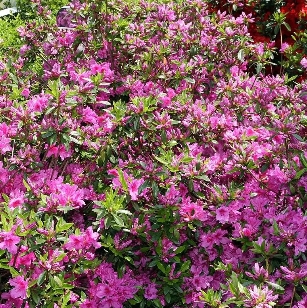 Karen Azalea Shrub