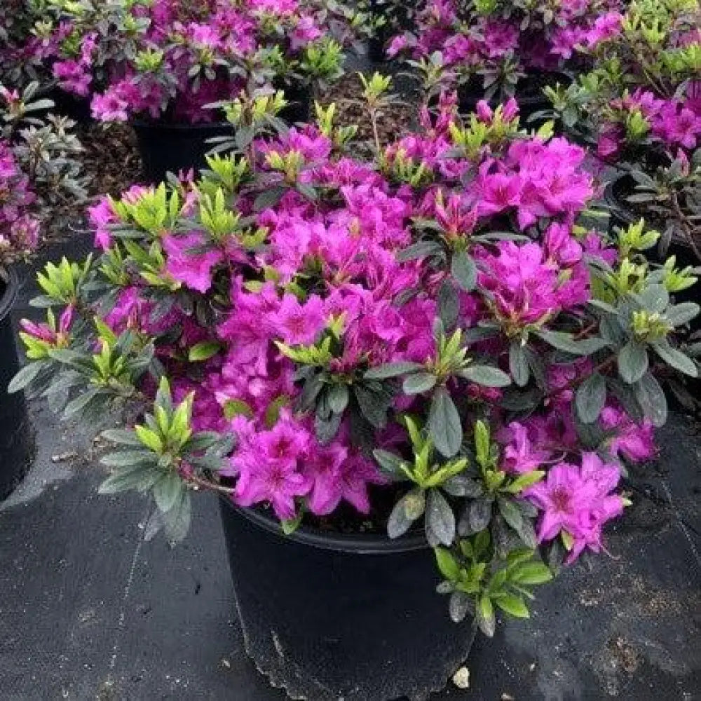 Karen Azalea Shrub