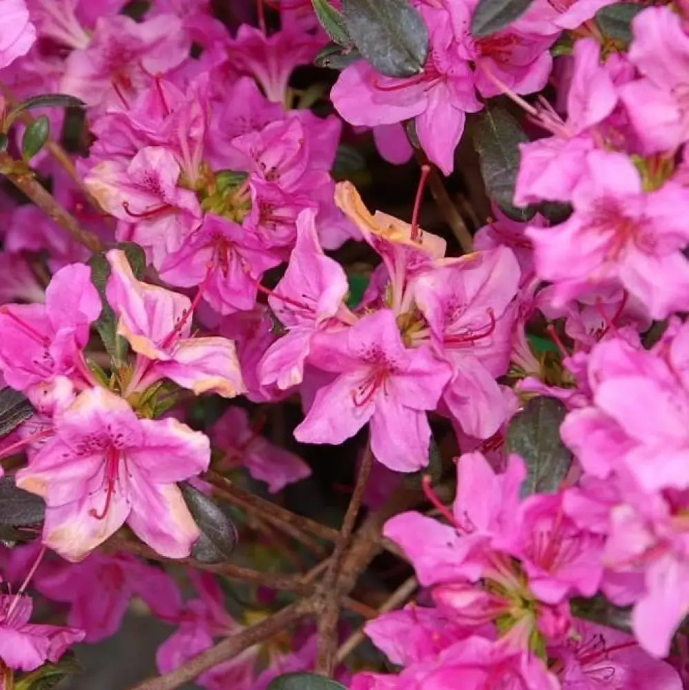 Karen Azalea Shrub