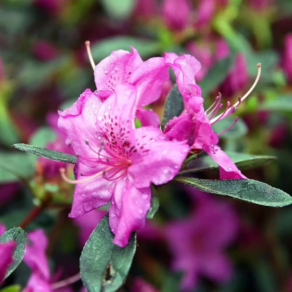 Karen Azalea Shrub
