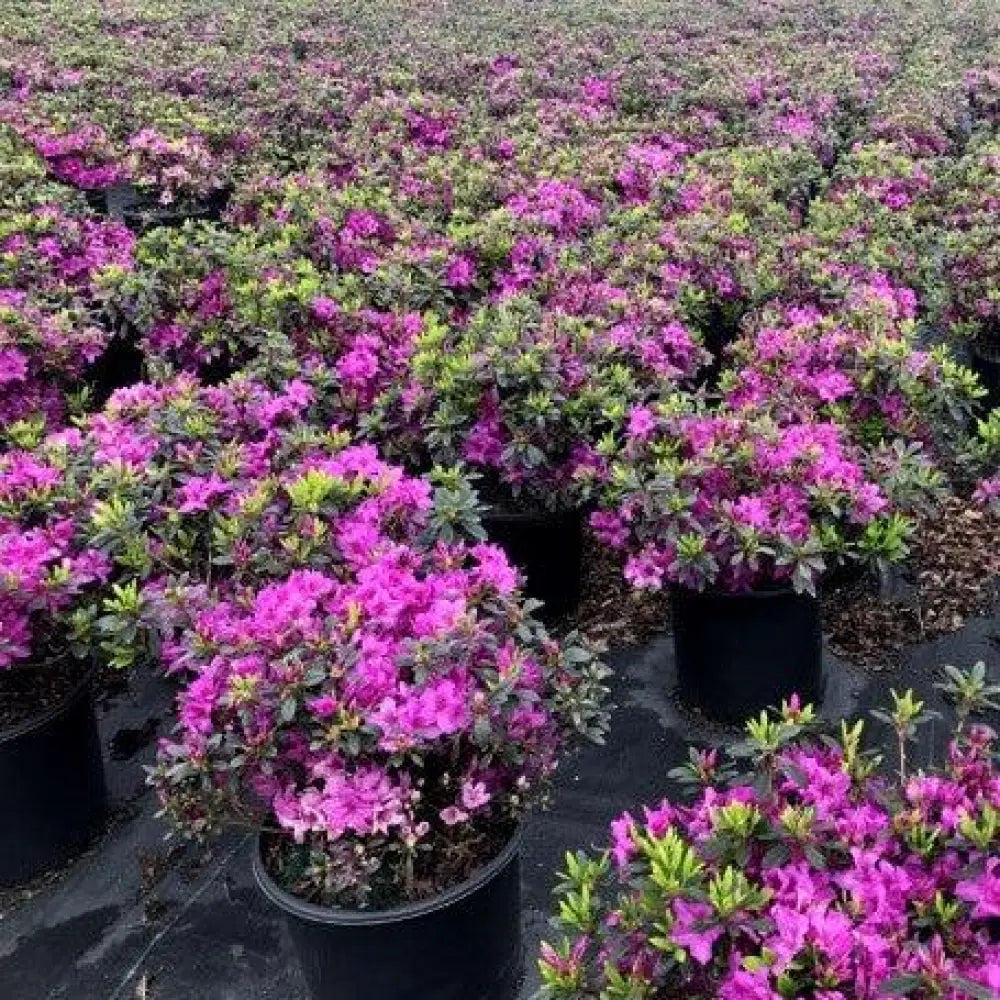 Karen Azalea Shrub