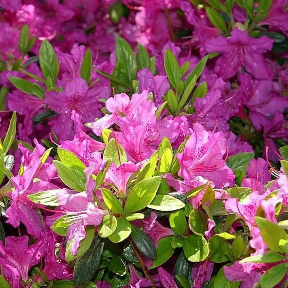 Karen Azalea Shrub