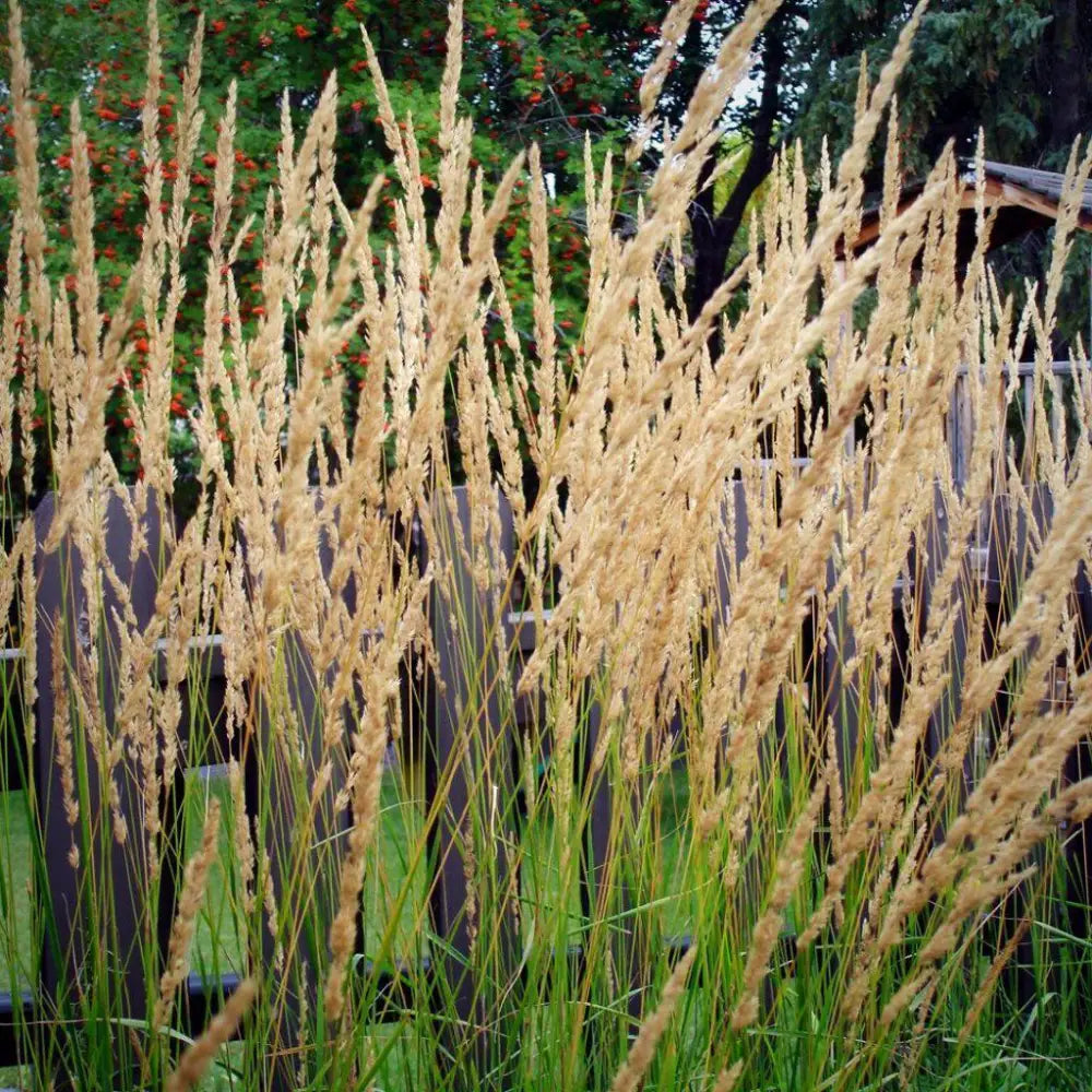Karl Foerster’s Feather Reed Grass Ornamental Grass