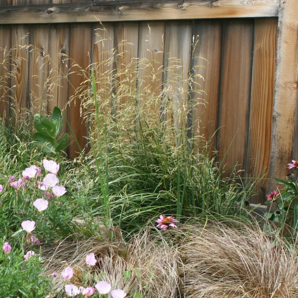 Karl Foerster’s Feather Reed Grass Ornamental Grass