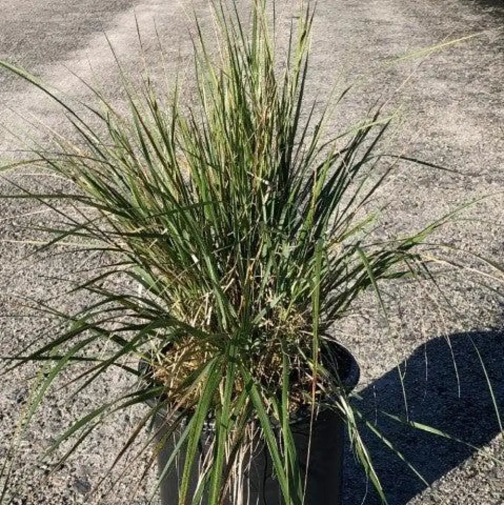 Karl Foerster’s Feather Reed Grass Ornamental Grass