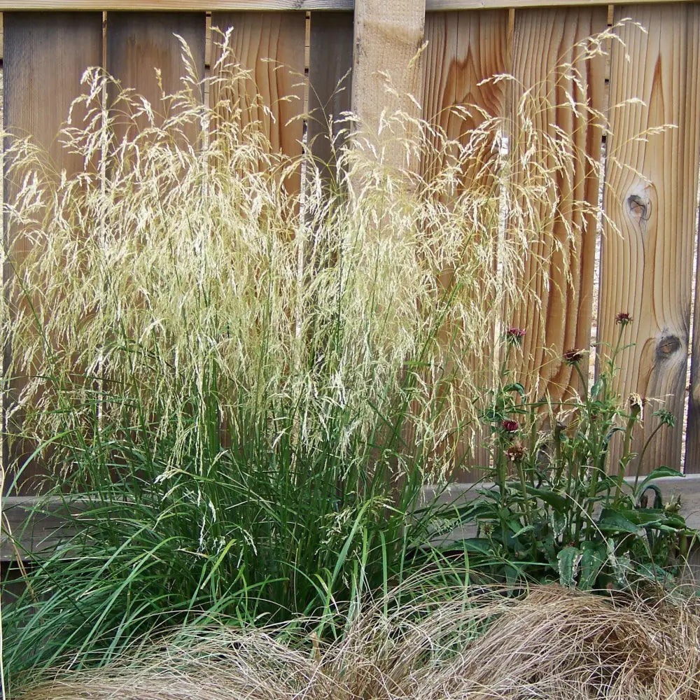 Karl Foerster’s Feather Reed Grass Ornamental Grass