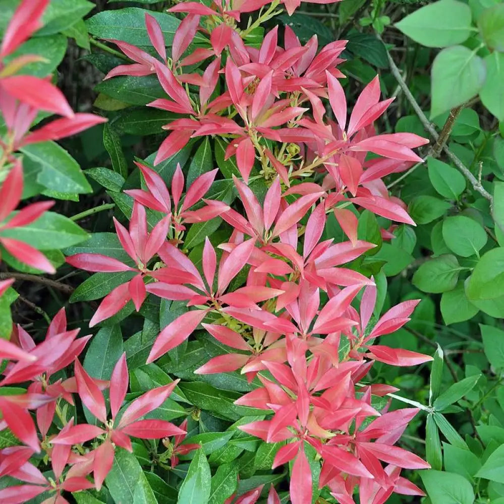 Katsura Pieris Shrub