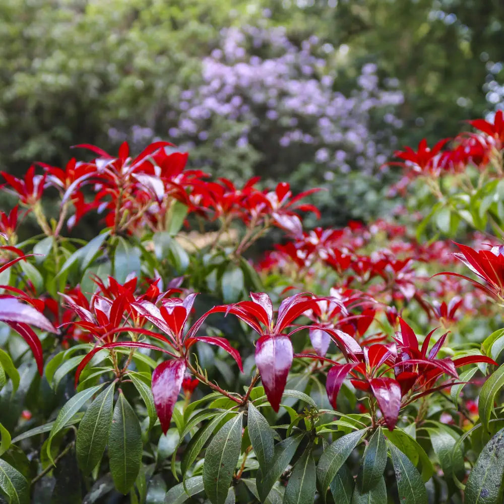Katsura Pieris Shrub