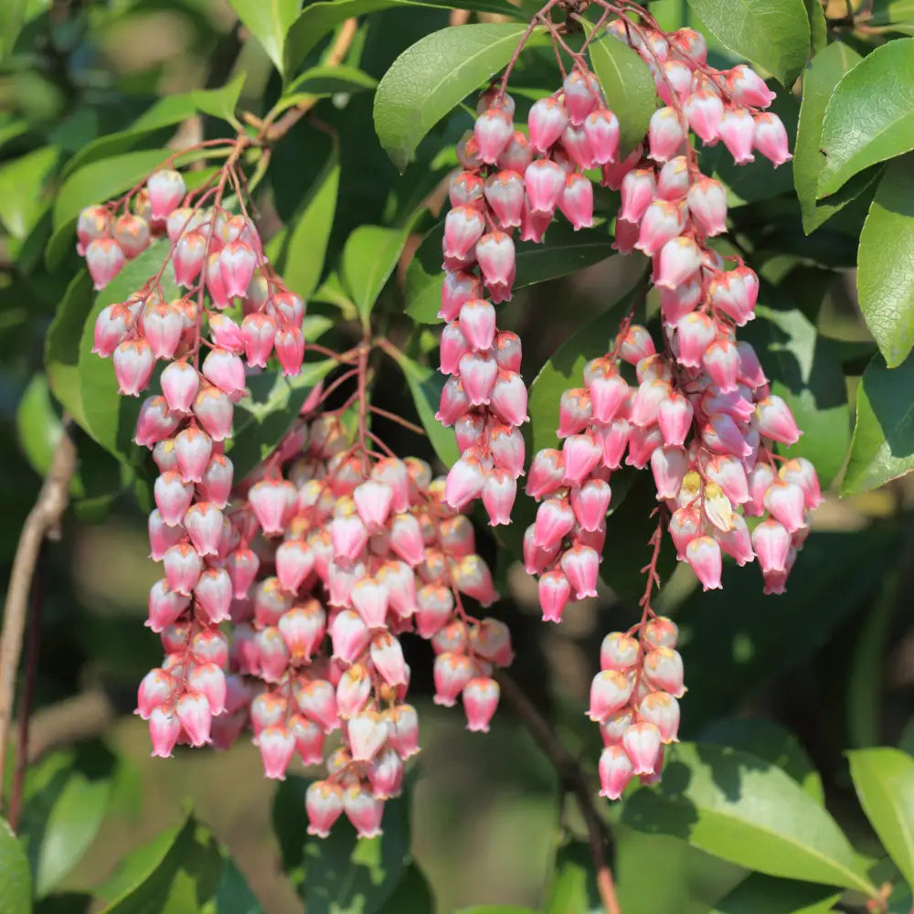 Katsura Pieris Shrub