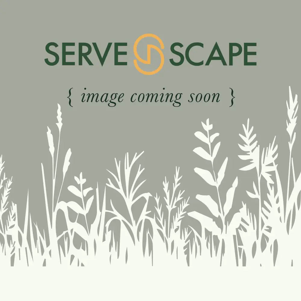 Kickin’® Sapphire™ Aster 2 GALLON Perennial